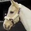 Windsor fur trimmed headcollar - COB