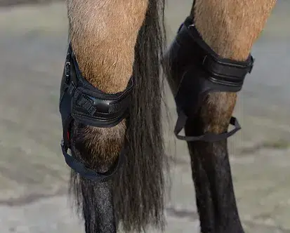 Shires westropp hock boots Full Milmo s